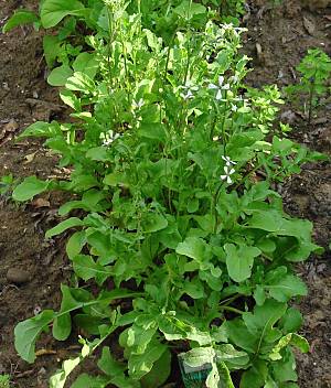  Image name: rucola2.jpg 
 width: 300 pixel 
 height: 352 pixel 
 Size: 32851 bytes 
 Click to enlarge 